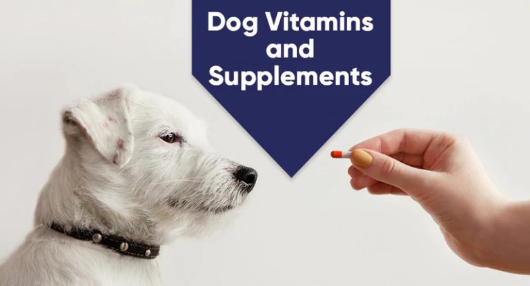 Everything You Need to Know About dogs Vitamin Supplements